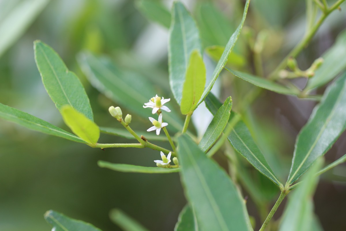 Zanthoxylum asiaticum (L.) Appelhans, Groppo & J.Wen